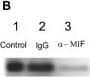 Effect of treatments on MIF secretion, intracellular content and gene expression. A. MIF secretion – Conditioned medium following 24 h growth was assayed for MIF content by ELISA. Data are expressed as culture medium MIF concentration in pg per 105 cells. All treatments decreased MIF in the culture media. B. Western blot of anti-MIF treated conditioned medium following 24 h treatment- 12 kDa MIF band is present in all samples. Lane 1, DMEM 1% BSA; Lane 2, non-specific mouse IgG1; Lane 3, anti-MIF antibody treatment. C. Intracellular MIF content – Changes in intracellular MIF 24 h post treatment. Data are expressed as cleared cell lysate MIF concentration in pg per 105 cells. Note that HA treatment increased, while MIF antisense treatment decrease the concentration of MIF in the cell lysates. Anti-MIF treatment did not produce a significant effect. D. MIF gene expression -MIF mRNA content was quantified in cells following 24 h and the indicated treatment. Data are expressed as a relative intensity ratio. PCR band intensity was determined from the formula, total intensity = area × average intensity. The relative intensity ratio is determined from the total intensity of gene specific PCR product band divided by the 18 S rRNA band intensity (internal standard). All treatments resulted in a decrease in MIF mRNA with the greatest effects seen following MIF anti-sense treatment. (* – p < 0.05, ** – p < 0.01, *** – p < 0.001). Image collected and cropped by CiteAb from the following open publication (//pubmed.ncbi.nlm.nih.gov/15248897), licensed under a CC-BY license. Not internally tested by R&D Systems.