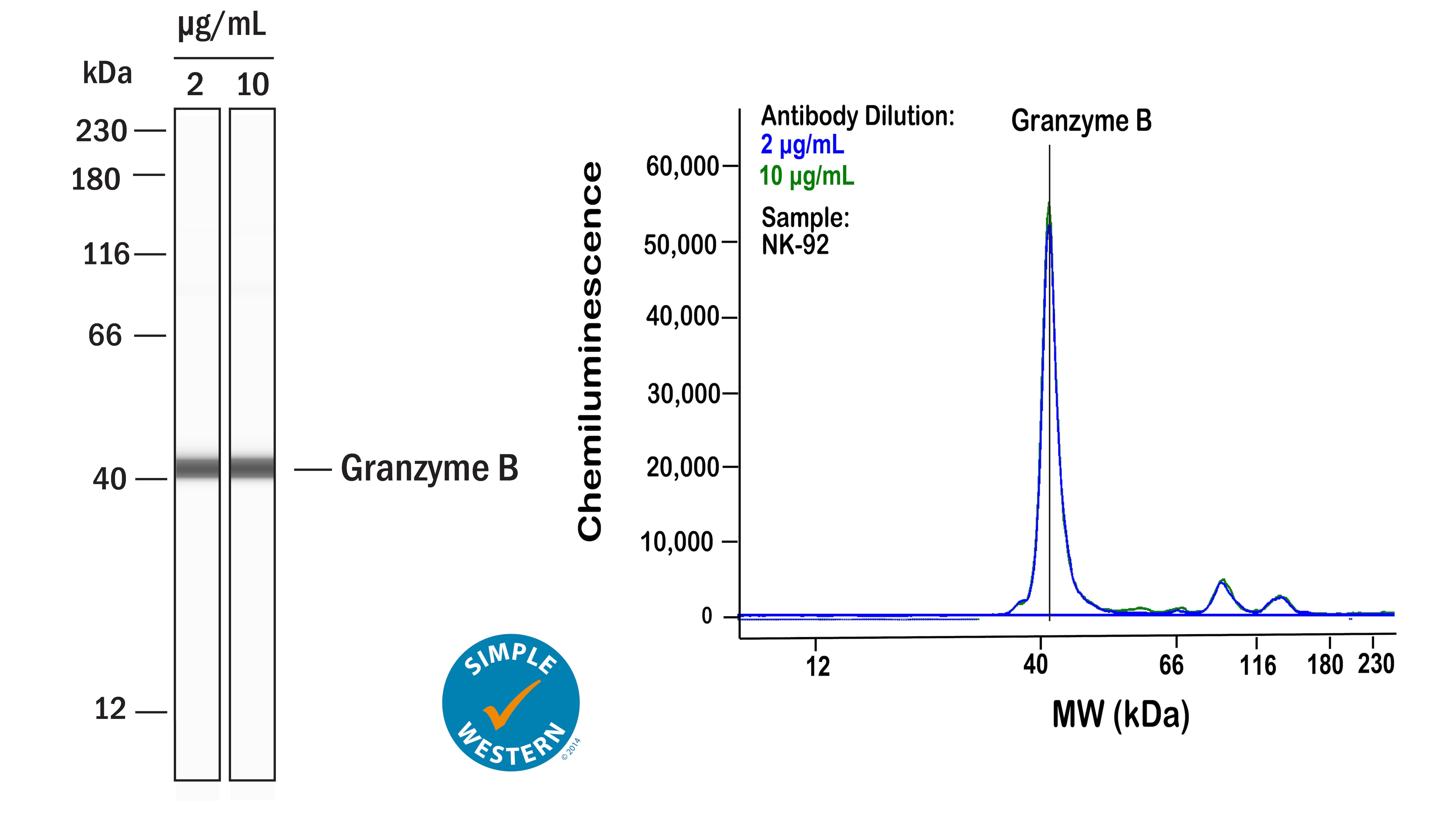 Left: Simple Western lane view shows lysates of NK‑92 human natural killer lymphoma cell line, loaded at 0.1 mg/ml. A specific band was detected for Granzyme B at approximately 42 kDa (as indicated) using both 2 µg/ml and 10 µg/ml of Rabbit Anti-Human Granzyme B Monoclonal Antibody (Catalog # MAB29061) followed by HRP-conjugated Goat Anti-Rabbit Secondary Antibody (Catalog # 042-206). This experiment was conducted under reducing conditions and using the 12-230kDa separation system. Right: Simple Western electropherogram showing the same Rabbit Anti-Human Granzyme B Monoclonal Antibody (Catalog # MAB29061) tested at 2 µg/ml (blue line) and 10 µg/ml (green line) in the NK‑92 human natural killer lymphoma cell line.