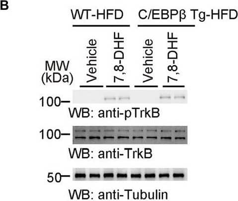 Western Blot TrkB Antibody (75133) [Unconjugated]