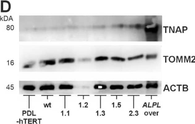 Analyses of TNAP expression and activity by immunofluorescence staining, Western blot, and enzyme activity assay. Cell analyses were performed in five different ALPLtg PDL-hTERT cell lines, the wt line and control PDL-hTERT that did not undergo genome editing. (A) TNAP expression (green) was detected by immunofluorescence after nuclear counterstaining with DAPI (blue). Representative images are shown. Scale bars = 50 µm. (B) Quantification of TNAP signals in IF images were done by corrected total cell fluorescence (CTCF) for ten random cells per image, and five images per cell line (n = 50). (C) Specific TNAP activity was measured by a CSPD assay confirming the spontaneous activity of the expressed protein. N = 4 per condition. (D–F) TNAP expression level and the expression of the mitochondrial protein TOMM20 in total cell lysates were determined semi-quantitatively by Western blot analysis in relation to the housekeeping protein  beta -actin/ACTB. A lysate of a TNAP overexpressing cell line (ALPL over) was used as positive control. A representative immunoblot is shown in (C). White pixels indicate signal oversaturation. Quantification results in E and F are presented as mean ± SEM, N = 3 per condition. Image collected and cropped by CiteAb from the following open publication (//pubmed.ncbi.nlm.nih.gov/40530336), licensed under a CC-BY license. Not internally tested by R&D Systems.