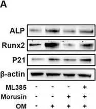 Morusin attenuates VIC calcification by activating Nrf2 signaling pathway. A–D) ML385 was used to inhibit the activation of Nrf2 in VICs. Representative immunoblot images and quantification of the levels of ALP, Runx2, and P21 in VICs from indicated groups (n = 3, each group). E,F) With OM induction for 7 days, representative ALP staining of VICs from indicated groups (n = 3, each group). Scale bar 50 µm. G–I) With OM induction for 21 days, representative Alizarin red staining of VICs from indicated groups (n = 3, each group). Scale bar 50 µm. Data are means ± SD. **p < 0.01; ***p < 0.001 (ANOVA with Tukey's multiple comparisons test). Image collected and cropped by CiteAb from the following open publication (//pubmed.ncbi.nlm.nih.gov/38502885), licensed under a CC-BY license. Not internally tested by R&D Systems.