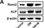 Morusin inhibits OM‐induced osteogenic differentiation of VICs. A) Immunoblot analysis of Runx2 and ALP expression in VICs from indicated groups (n = 3, each group). B) Bar plot showing the fold change of Runx2 expression over control. C) Bar plot showing the fold change of ALP expression over control. D) Immunofluorescent staining of ALP (green), Runx2 (red), and DAPI (blue) in the VICs from indicated groups. Scale bar 50 µm. E,F) With OM induction for 7 days, representative ALP staining of VICs from indicated groups (n = 3, each group). Scale bar 50 µm. G–I) With OM induction for 21 days, representative Alizarin red staining showed the calcific nodules in VICs from indicated groups (n = 3, each group). Scale bar 50 µm. J) With OM induction for 21 days, representative Von Kossa and Alizarin Red staining of aortic valve leaflets. K) Bar plot showing the percentage of Von Kossa positive staining area of indicated groups (n = 3, each group). L) Bar plot showing the percentage of Alizarin Red positive staining area of indicated groups (n = 3, each group). Data are mean ± SD. *p < 0.05; **p < 0.01; ***p < 0.001 (ANOVA with Tukey's multiple comparisons test). Image collected and cropped by CiteAb from the following open publication (//pubmed.ncbi.nlm.nih.gov/38502885), licensed under a CC-BY license. Not internally tested by R&D Systems.