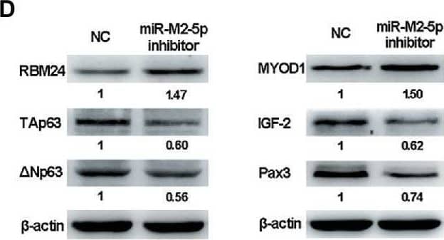 Proliferation and apoptosis of miR-M2-5p inhibitor-transfected MSB-1 cells. (A) RT-qPCR analysis of the relative expression levels of viral protein-coding or miRNA genes in MSB-1 cells at 24 hpt with miR-M2-5p inhibitor. (B,C) Cell viability and apoptosis of the MSB-1 cells transfected with miR-M2-5p inhibitor. MSB-1 cells transfected with miR-M2-5p inhibitor were harvested at 24 hpt for Annexin V-FITC and propidium iodide (PI) staining for apoptosis analysis using flow cytometry. CCK-8 assay was used to assess cell viability. (D) Western blot analysis of proteins associated with the cell proliferation or apoptosis in MSB-1 cells at 24 hpt. Numbers below the blots indicate relative band intensity normalized to  beta -actin. Error bars are derived from three independent replicates. Values of p indicated on columns were used for statistical analyses; ns, no significance. Image collected and cropped by CiteAb from the following open publication (//pubmed.ncbi.nlm.nih.gov/33224130), licensed under a CC-BY license. Not internally tested by R&D Systems.