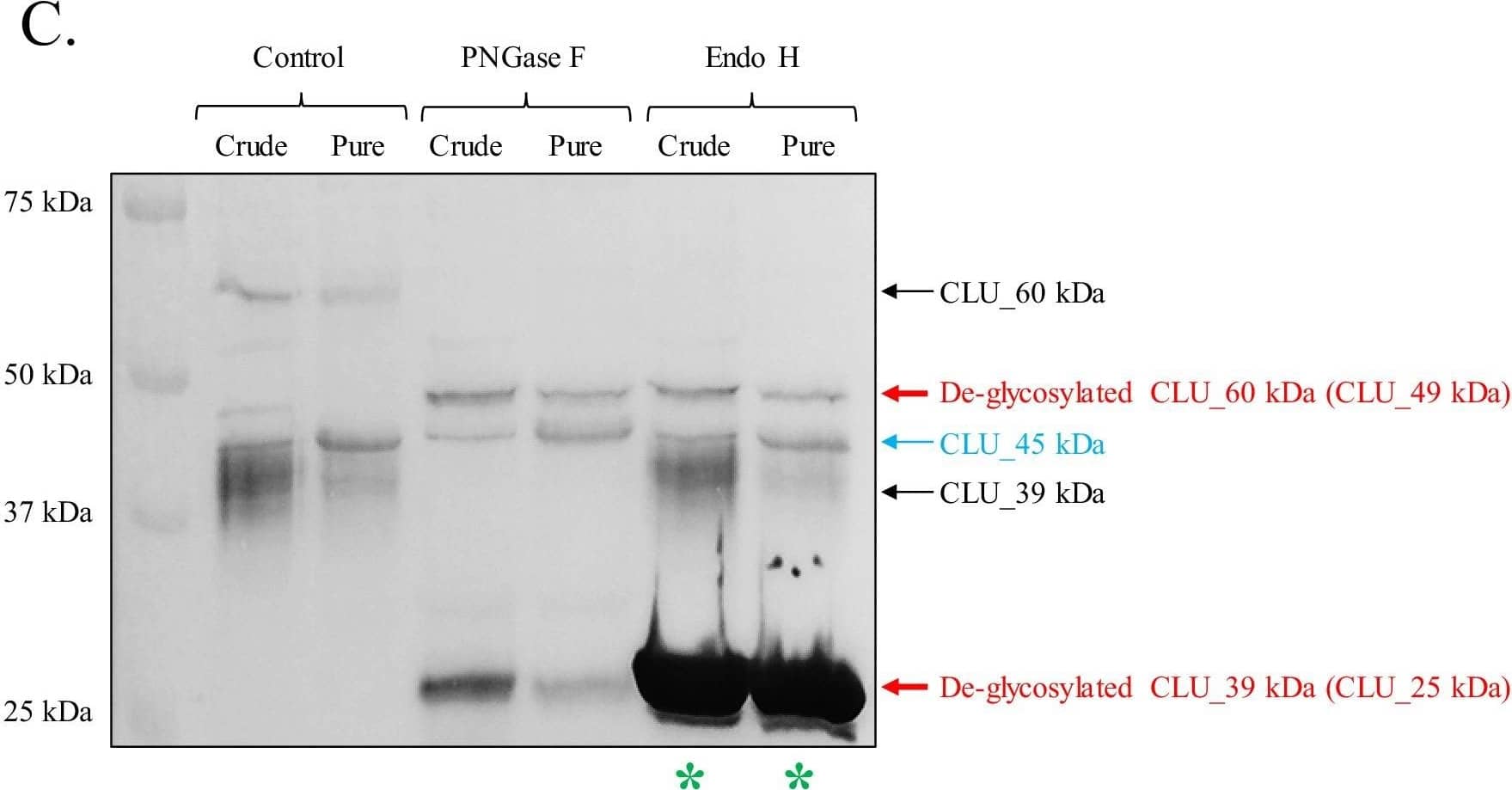 Identification of a mitochondrial CLU protein isoform.(A) DIV 9 Mitotracker-stained (green) primary neurons were probed for CLU immunoreactivity using anti-CLU H-330 (red) and visualized using 40X confocal microscopy. (B) Pure cortical mitochondria were isolated as indicated. Equal concentrations of whole tissue lysate, crude mitochondria, and pure mitochondria were analyzed via SDS-PAGE and probed for CLU immunoreactivity using anti-CLU H-330 (left panel) and anti-CLU M-18 (right panel) (n = 3 independent isolations). Biochemical characterization of isolated fractions was performed using a panel of organelle-specific antibodies: voltage-dependent anion channels (VDAC) (mitochondria), calnexin and calreticulin (ER), and Gapdh (cytosol). (C) Crude and pure mitochondria were isolated and subjected to endoglycosidase treatment using PNGase F and Endo H. Deglycosylated mitochondrial lysates were then analyzed for CLU immunoreactivity using anti-CLU M-18. Red font: deglycosylated protein isoforms; blue font: isoforms that were unaffected by glycosidase treatment; green asterisk: excess Endo H enzyme.Positive controls for deglycosylation studies.RNase B, a high mannose glycoprotein, has a single N-linked glycosylation site and was used as a positive control for endoglycosidases that cleave N-linked carbohydrates. Fetuin, a glycoprotein containing sialylated N-linked and O-linked glycans, was used as a positive control for endoglycosidases that cleave both N-linked and O-linked carbohydrates. Image collected and cropped by CiteAb from the following open publication (//pubmed.ncbi.nlm.nih.gov/31738162), licensed under a CC-BY license. Not internally tested by R&D Systems.