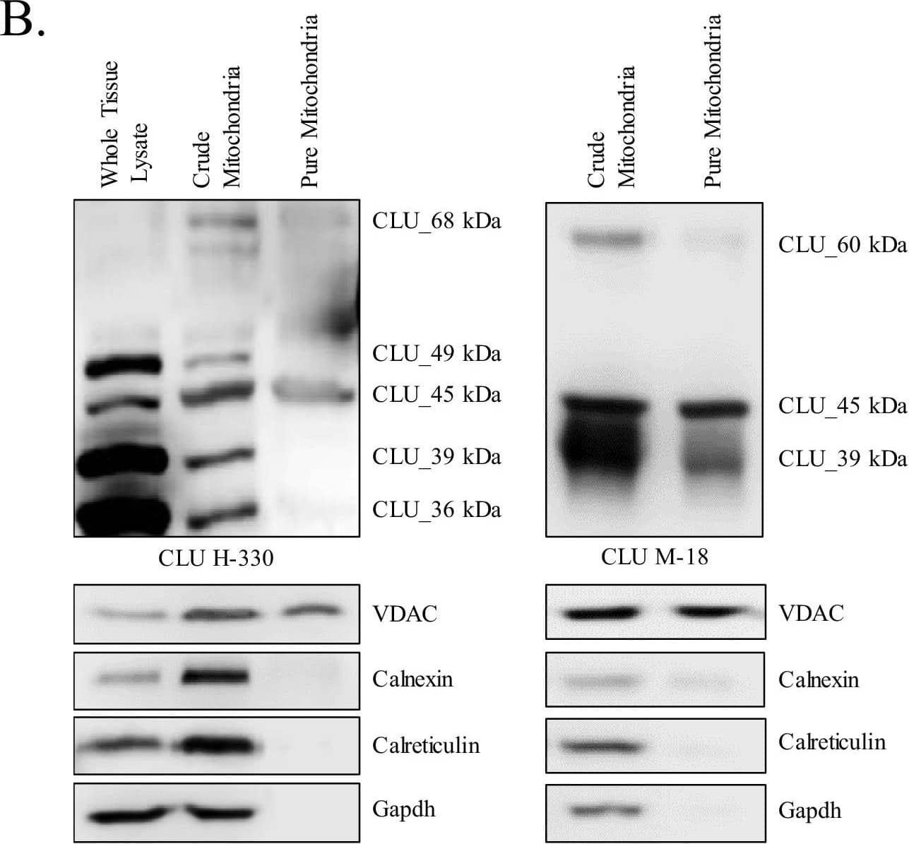 Identification of a mitochondrial CLU protein isoform.(A) DIV 9 Mitotracker-stained (green) primary neurons were probed for CLU immunoreactivity using anti-CLU H-330 (red) and visualized using 40X confocal microscopy. (B) Pure cortical mitochondria were isolated as indicated. Equal concentrations of whole tissue lysate, crude mitochondria, and pure mitochondria were analyzed via SDS-PAGE and probed for CLU immunoreactivity using anti-CLU H-330 (left panel) and anti-CLU M-18 (right panel) (n = 3 independent isolations). Biochemical characterization of isolated fractions was performed using a panel of organelle-specific antibodies: voltage-dependent anion channels (VDAC) (mitochondria), calnexin and calreticulin (ER), and Gapdh (cytosol). (C) Crude and pure mitochondria were isolated and subjected to endoglycosidase treatment using PNGase F and Endo H. Deglycosylated mitochondrial lysates were then analyzed for CLU immunoreactivity using anti-CLU M-18. Red font: deglycosylated protein isoforms; blue font: isoforms that were unaffected by glycosidase treatment; green asterisk: excess Endo H enzyme.Positive controls for deglycosylation studies.RNase B, a high mannose glycoprotein, has a single N-linked glycosylation site and was used as a positive control for endoglycosidases that cleave N-linked carbohydrates. Fetuin, a glycoprotein containing sialylated N-linked and O-linked glycans, was used as a positive control for endoglycosidases that cleave both N-linked and O-linked carbohydrates. Image collected and cropped by CiteAb from the following open publication (//pubmed.ncbi.nlm.nih.gov/31738162), licensed under a CC-BY license. Not internally tested by R&D Systems.