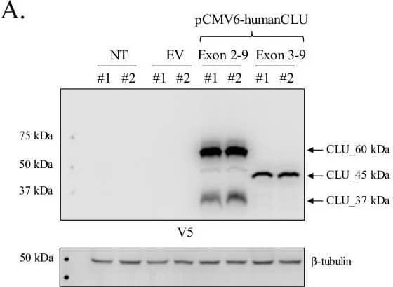 Human CLU_45 kDa is translated from an AUG start site in Exon 3.(A) Empty vector (pCMV6), V5-tagged pCMV6-human CLU Exon 2–9, or Exon 3–9 constructs were transfected into human SH-SY5Y cells. Cell lysates were harvested and probed for CLU immunoreactivity using anti-V5 (left panel) or anti-Clusterin (right panel). (B: left panel) pCMV6-human CLU Exon 2–9 or Exon 3–9 constructs were transfected into human SH-SY5Y cells. The resulting cell lysates were treated with PNGase F or Endo H and probed for CLU immunoreactivity using anti-V5. (B: right panel) Cell lysates harvested from pCMV6-human CLU Exon 3–9-transfected SH-SY5Y cells were treated with O-glycosidase, neuraminidase, or a combination of the two and probed for expression of CLU_45 kDa protein using anti-V5. (C) pCMV6-human CLU Exon 3–9-transfected SH-SY5Y cells were subjected to cellular fractionation using the Qiagen Qproteome Mitochondrial Isolation Kit and analyzed for CLU immunoreactivity using anti-V5. Fraction isolation was confirmed using calnexin (ER), Gapdh (cytosol), lamin A/C and lamin B1 (nucleus), and VDAC and Tom20 (mitochondria). Image collected and cropped by CiteAb from the following open publication (//pubmed.ncbi.nlm.nih.gov/31738162), licensed under a CC-BY license. Not internally tested by R&D Systems.