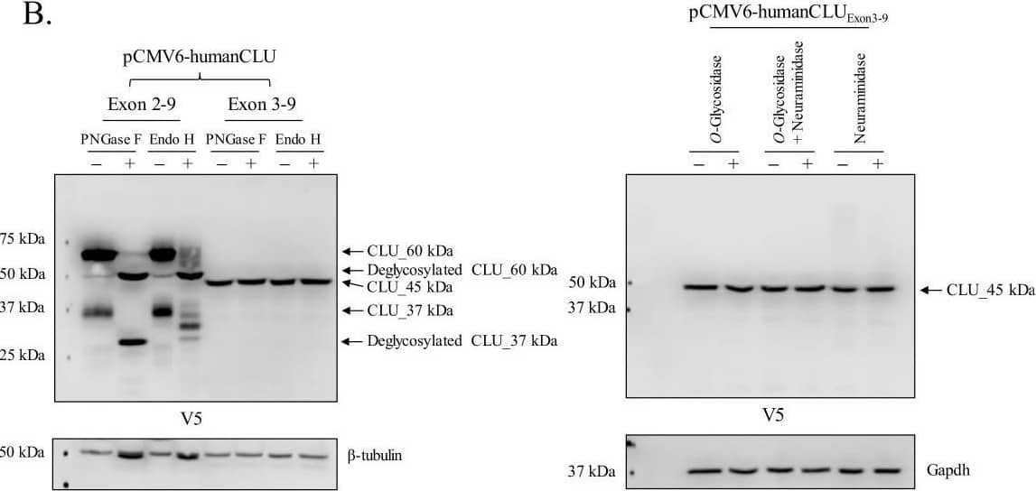 Human CLU_45 kDa is translated from an AUG start site in Exon 3.(A) Empty vector (pCMV6), V5-tagged pCMV6-human CLU Exon 2–9, or Exon 3–9 constructs were transfected into human SH-SY5Y cells. Cell lysates were harvested and probed for CLU immunoreactivity using anti-V5 (left panel) or anti-Clusterin (right panel). (B: left panel) pCMV6-human CLU Exon 2–9 or Exon 3–9 constructs were transfected into human SH-SY5Y cells. The resulting cell lysates were treated with PNGase F or Endo H and probed for CLU immunoreactivity using anti-V5. (B: right panel) Cell lysates harvested from pCMV6-human CLU Exon 3–9-transfected SH-SY5Y cells were treated with O-glycosidase, neuraminidase, or a combination of the two and probed for expression of CLU_45 kDa protein using anti-V5. (C) pCMV6-human CLU Exon 3–9-transfected SH-SY5Y cells were subjected to cellular fractionation using the Qiagen Qproteome Mitochondrial Isolation Kit and analyzed for CLU immunoreactivity using anti-V5. Fraction isolation was confirmed using calnexin (ER), Gapdh (cytosol), lamin A/C and lamin B1 (nucleus), and VDAC and Tom20 (mitochondria). Image collected and cropped by CiteAb from the following open publication (//pubmed.ncbi.nlm.nih.gov/31738162), licensed under a CC-BY license. Not internally tested by R&D Systems.