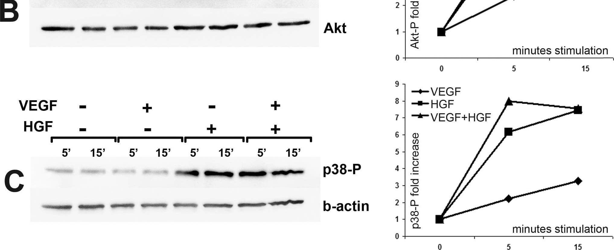 VEGF and HGF cooperate to induce ERK1/2, but not Akt or P38-mediated intracellular signaling.(A–C) – HUVEC were stimulated by 25 ng/ml of VEGF165, HGF or their combination (5 or 15 minutes). Cell lysates were analyzed using western blot with specific antibodies against phosphorylated ERK1/2, Akt or P38 and normalized against  beta -actin or Akt to obtain densitometric data and corresponding graphs (right column). Image collected and cropped by CiteAb from the following open publication (//pubmed.ncbi.nlm.nih.gov/22719942), licensed under a CC-BY license. Not internally tested by R&D Systems.