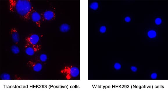 Immunocytochemistry LIR-8/CD85c/LILRB5 Antibody (1058033) [Unconjugated]