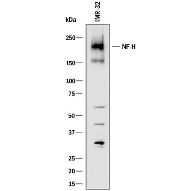 Western blot shows lysates of IMR‑32 human neuroblastoma cell line. PVDF membrane was probed with 1 µg/mL of Mouse Anti-Human NF‑H Monoclonal Antibody (Catalog # MAB31082) followed by HRP-conjugated Anti-Mouse IgG Secondary Antibody (HAF018). A specific band was detected for NF‑H at approximately 210 kDa (as indicated). This experiment was conducted under reducing conditions and using Western Blot Buffer Group 1.