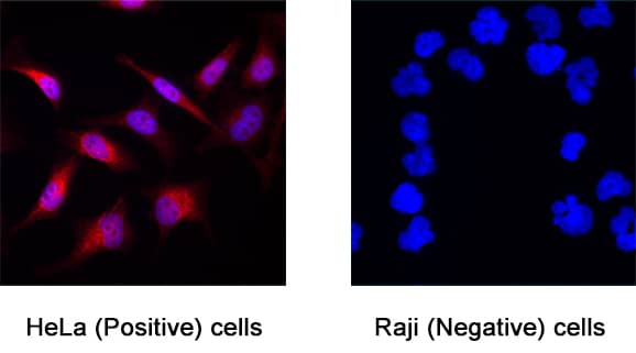 NF‑H was detected in immersion fixed HeLa human cervical epithelial carcinoma cell line (positive) and Raji human Burkitt's lymphoma cell line (negative) cells using Mouse Anti-Human NF‑H Monoclonal Antibody (Catalog # MAB31083) at 8 &micro;g/mL for 3 hours at room temperature. Cells were stained using the NorthernLights&trade; 557-conjugated Anti-Mouse IgG Secondary Antibody (red; Catalog # NL007) and counterstained with DAPI (blue). Specific staining was localized to cytoplasm. View our protocol for Fluorescent ICC Staining of Cells on Coverslips.
