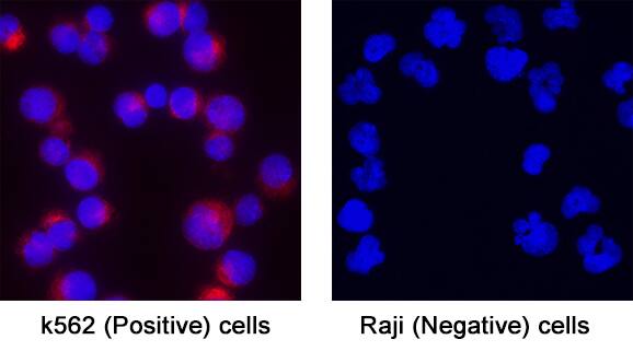 NF‑H was detected in immersion fixed K562 Human Chronic Myelogenous Leukemia Cell Line (Positive) and Raji Human Burkitt's Lymphoma Cell Line (Negative) Cells using Mouse Anti-Human NF‑H Monoclonal Antibody (Catalog # MAB31083) at 8 &micro;g/mL for 3 hours at room temperature. Cells were stained using the NorthernLights&trade; 557-conjugated Anti-Mouse IgG Secondary Antibody (red; Catalog # NL007) and counterstained with DAPI (blue). Specific staining was localized to cytoplasm. View our protocol for Fluorescent ICC Staining of Non-adherent Cells.