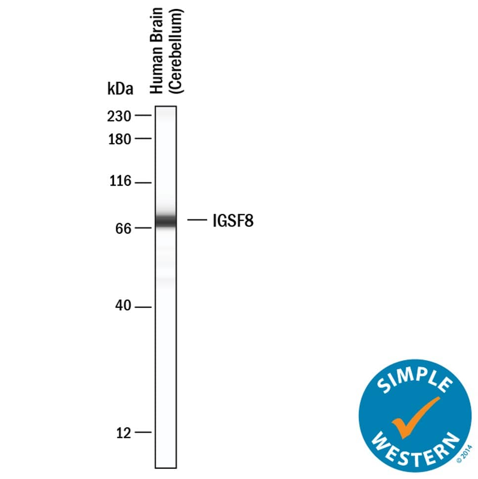Simple Western lane view shows lysates of Human Brain (Cerebellum), loaded at 0.2 mg/mL. A specific band was detected for IGSF8/CD316 at approximately 73 kDa (as indicated) using 20 µg/mL of Rabbit Anti-Human/Mouse/Rat IGSF8/CD316 Monoclonal Antibody (Catalog # MAB31171). This experiment was conducted under reducing conditions and using the 12-230 kDa separation system.