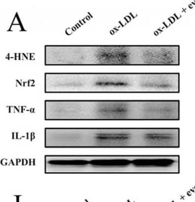 Analysis of inflammatory response and oxidative stress levels of atherosclerotic VSMCs in mice: (A–E) representative images (A) and data of the protein levels of 4-HNE (B), Nrf2 (C), TNF-alpha  (D), and IL-1 beta  (E). (F–H) The expression of Nrf2, TNF-alpha , and IL-1 beta  was quantified by qPCR and standardized to GAPDH. (I,O) ROS fluorescence detection (red) and quantification. Scale bar 100 μm. (J–N) Representative images (J) and data of the protein levels of P-PI3K (K), PI3K (L), P-Akt (M), and Akt (N). The bar graphs depict means ± SEM; statistical significance * p < 0.05, ** p < 0.01, and *** p < 0.001 and ns by the one-way ANOVA test. Image collected and cropped by CiteAb from the following open publication (//pubmed.ncbi.nlm.nih.gov/37047626), licensed under a CC-BY license. Not internally tested by R&D Systems.