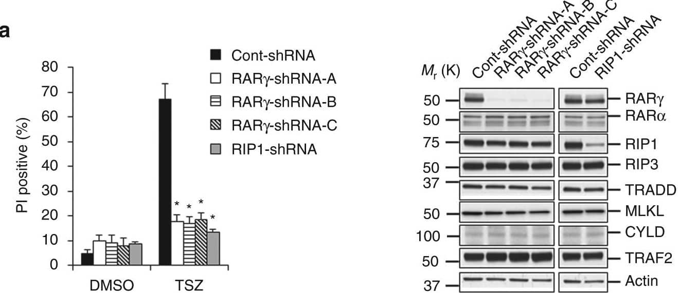 RAR gamma  is required for TNF-induced RIP1-dependent apoptosis and necroptosis. a Cell death analysis of HT-29 clones cont-shRNA, RAR gamma -shRNA-A, RAR gamma -shRNA-B, RAR gamma -shRNA-C or RIP1-shRNA when treated with TSZ for 24 h was determined by PI staining using flow cytometry (left panel) (*P < 0.05 versus cont-shRNA; ANOVA). The bars represent the mean ± s.e.m. of three experiments. Western blot analysis of cells as mentioned in left panel; cell lysates were probed with antibodies as indicated (right panel). b Cell death determination by PI staining using flow cytometry of HT-29 cont-shRNA, RAR gamma -shRNA-A or RAR gamma -shRNA-A cells reconstituted with RAR gamma -shRNA resistant RAR gamma  protein (RAR gamma -shRNA-A-rRAR gamma ) when treated with DMSO or TSZ for 24 h (left panel) (*P < 0.05 versus cont-shRNA. #P < 0.05 versus RAR gamma -shRNA-A; ANOVA). The bars represent the mean ± s.e.m. of three experiments. Western blot analysis of cells as mentioned in left panel; cell lysates were probed with antibodies as indicated (right panel). c, d HT-29, RAR gamma -shRNA-A, or RIP1-shRNA cells were treated with necrotic (DMSO, TS, or TSZ) c or apoptotic (CHX, TC or TCZ) d conditions for 24 h. PI positive population was determined by flow cytometry. (*P < 0.05 versus cont-shRNA; ANOVA). The bars represent the mean ± s.e.m. of three experiments. e Western blot analysis of HT-29 cont-shRNA cells infected with TRADD-shRNA, or RAR gamma -shRNA-A cells infected with TRADD-shRNA lentivirus (RAR gamma -shRNA-A + TRADD-shRNA). Cell lysates were probed with antibodies as indicated. f Cells from e were treated with DMSO, TS, or TSZ for 24 h and the PI-positive population was determined by flow cytometry. (*P < 0.05 versus cont-shRNA; ANOVA). The bars represent the mean ± s.e.m. of three experiments. All blots above are representative of one of three experiments Image collected and cropped by CiteAb from the following open publication (//pubmed.ncbi.nlm.nih.gov/28871172), licensed under a CC-BY license. Not internally tested by R&D Systems.