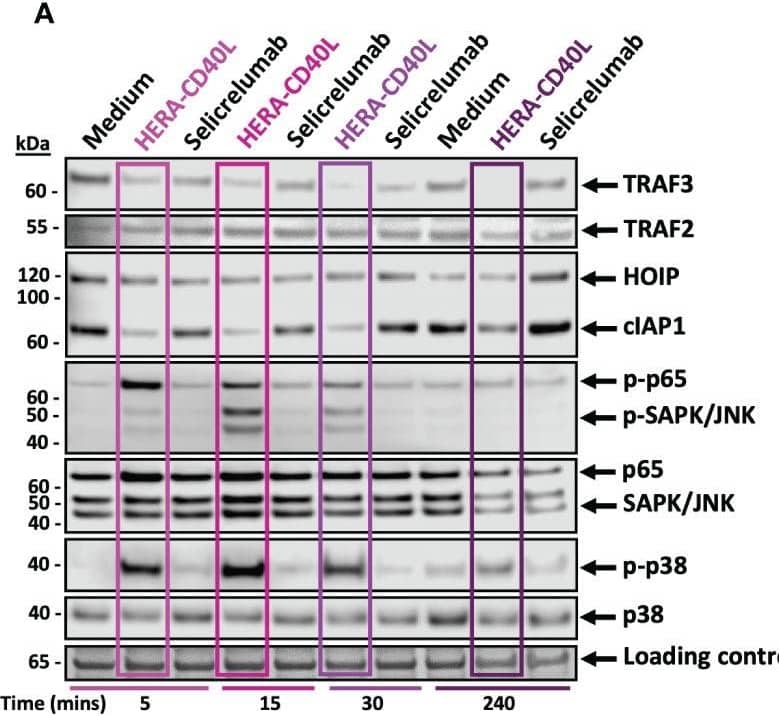 Analysis of the activity of CD40 related proteins involved in transduction leading to activation of key inflammatory/survival pathway and transcription factors. (A, B) Immature dendritic cells were differentiated from monocytes derived from PBMCs donors and treated with the indicated treatments over 4 hours. (A) Representative western blot analysis (n=3-6) of CD40 related signaling adaptor proteins and related inflammatory/survival pathway and transcription factors using beta-actin as a loading control. HERA-CD40L treatment is highlighted by purple rectangles shaded by timepoints. (B) Representative subcellular fractionation and western blot analysis 15 minutes after treatment (n=3), the indicated subcellular fractions are determined by cytosolic, RIPA soluble and insoluble samples, as indicated. RIPA samples correspond to membrane and nuclear fractions while RIPA insoluble samples correspond to insoluble lipid rafts, nuclear insoluble fraction, and bound nuclear chromatin. (C) Dendritic cell activation surface marker expression analysis and IL-12 production comparison between the indicated treatments. Data displayed as mean +/- SEM (n=3 donors), Standard unpaired t-test comparison. Statistics are represented as either not significant (ns), p-value = <0.05 (*), or p-value = <0.005 (***). Image collected and cropped by CiteAb from the following open publication (//pubmed.ncbi.nlm.nih.gov/37304285), licensed under a CC-BY license. Not internally tested by R&D Systems.