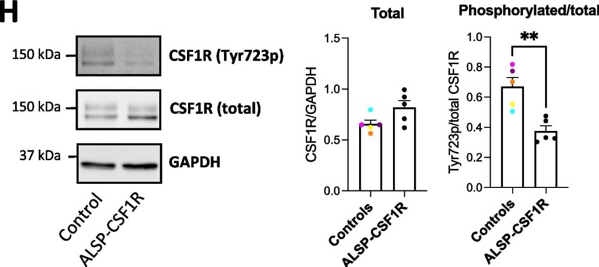 H. Western blot assessment of CSF1R and its tyrosine 723-phosphorylated form, and GAPDH. A t-test was performed. n = 5 healthy control lines and 5 batches of a single ALSP-CSF1R line, differentiated side-by-side using the 2.9 protocol. ** p < 0.01 Image collected and cropped by CiteAb from the following open publication (//molecularneurodegeneration.biomedcentral.com/articles/10.1186/s13024-024-00723-x), licensed under a CC-BY license. Not internally tested by R&D Systems.