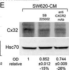 SW620 cell-secreted factors require CXCR2 signaling pathway to induce the endothelial Cx32 expression and tube formationA. IL-8 secretion in conditioned media from SW480 and SW620 cells was examined through ELISA. CRC cells were exposed or not to the HMEC-CM. All cell media were collected after 6 h (mean ± SD, *P-values < 0.01 Mann-Whitney U test and Kruskal-Wallis test; n = 4). B. SW620-CM increase the endothelial expression of the CXCR2 receptor. A slight but significant increase in optical density (OD; relative to control) of bands was detected in response to SW620-CM compared with unstimulated HMEC (P-values < 0.01 Mann-Whitney U test and Kruskal-Wallis test; n = 4). No inhibitory effect was observed by pre-treating HMEC with SB225002 (200 nM), the CXCR2 antagonist. Representative of 4 experiments (Hsc70 as loading control; 100 μg/lane). C–D. Endothelial CXCR2 conveys angiogenic effects of SW620-CM. HMEC were pretreated or not with neutralizing anti-CXCR2 antibody (anti-CXCR2 mAb; 10 μg/ml) or SB225002. Cells were exposed to SW620-CM or human recombinant rhIL-8 (1 ng/ml) for 6 h. C. Representative Images of tube formation (Bar 80 μm). The dotted areas are enlarged in the inserts on the right. Arrows indicated branch points. D. Number of branch points per field of view was quantified (mean ± SD, n = 4; *P < 0.01 vs control). E. Blocking CXCR2 significantly diminished SW620-CM-induced expression of Cx32 in HMEC (P-values < 0.01 vs SW620-CM Mann-Whitney U test and Kruskal-Wallis test; n = 3). HMEC were exposed to cell-conditioned media for 6 h. In some cases, HMEC were pretreated with anti-CXCR2 mAb or SB225002, as indicated. This is a representative of three experiments with similar results (Hsc70 as loading control; 100 μg/lane). Image collected and cropped by CiteAb from the following open publication (//pubmed.ncbi.nlm.nih.gov/26320187), licensed under a CC-BY license. Not internally tested by R&D Systems.