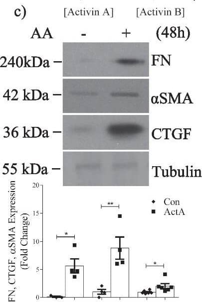 Specific activin A inhibition attenuates TGF beta 1-induced Smad3 activation and profibrotic responses in MC. a ELISA demonstrates that TGF beta 1 (24 h) increases actA and actB secretion (n = 3) to 19.5 ng/ml and 2.5 ng/ml, representing an 8.9- and 1.06-fold induction respectively. b TGF beta 1 increases actA in whole cell lysate by 1.8-fold (n = 3). c ActA (20 ng/ml) upregulates FN (n = 3–4), CTGF (n = 4) and  alpha SMA (n = 6) at 48 h. d TGF beta 1 and actA both increase Smad3 transcriptional activity; no synergistic effect is seen (n = 6–12). e An actA neutralizing antibody attenuates TGF beta 1-induced FN (n = 5–6),  alpha SMA (n = 5), CTGF (n = 5–6), and Smad3 activation (n = 10–12). f ActA neutralization decreases TGF beta 1-induced Smad3 transcriptional activity at 24 h (n = 9–15), but this is not decreased by actB neutralization (n = 6) (g). h MC were stimulated with TGF beta 1 or actA for 1 h, then treated with their type I receptor inhibitor SB431542 (50 µM). Restimulation with the same ligand shows that cells become refractory to TGF beta 1, but not actA (n = 4). *, **, ***, ****P < 0.05, 0.01, 0.001, 0.0001; one-way ANOVA with Tukey’s multiple comparisons post hoc test Image collected and cropped by CiteAb from the following open publication (//pubmed.ncbi.nlm.nih.gov/36717814), licensed under a CC-BY license. Not internally tested by R&D Systems.