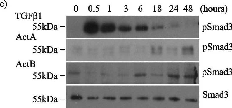 Activin inhibition attenuates TGF beta 1-induced fibrotic responses and Smad3 activation in MC. Activin inhibition with follistatin (FST) decreases TGF beta 1-induced: a FN,  alpha SMA and CTGF upregulation at 48 h (n = 5), b Smad3 phosphorylation (pSmad3) at 24 h (n = 5), c Smad3 nuclear translocation as assessed using eGFP-Smad3 (n = 3; 25–30 cells quantified per treatment group) at 24 h, and d Smad3 transcriptional activity at 24 h (n = 8). e Time course experiments show increases in pSmad3 occur earlier (30–60 min) with TGF beta 1 (n = 4) compared with actA (n = 4) or actB (n = 3) (18–48 h). *, **, ***, ****P < 0.05, 0.01, 0.001, 0.0001; one-way ANOVA with Tukey’s multiple comparisons post hoc test Image collected and cropped by CiteAb from the following open publication (//pubmed.ncbi.nlm.nih.gov/36717814), licensed under a CC-BY license. Not internally tested by R&D Systems.