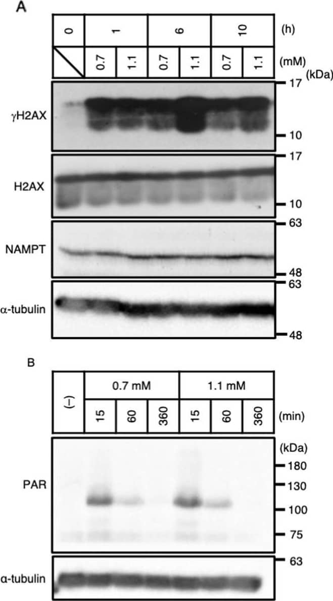 The NAMPT-dependent NAD+ salvage pathway is necessary for the recovery of NAD+ & induction of apoptosis under weak H2O2 stimulation. A The amounts of endogenous  gamma H2AX & NAMPT proteins under 0.7 & 1.1 mM H2O2 stimulation determined by immunoblotting (n = 3). Image collected & cropped by CiteAb from the following open publication (//pubmed.ncbi.nlm.nih.gov/35410407), licensed under a CC-BY license. Not internally tested by R&D Systems.