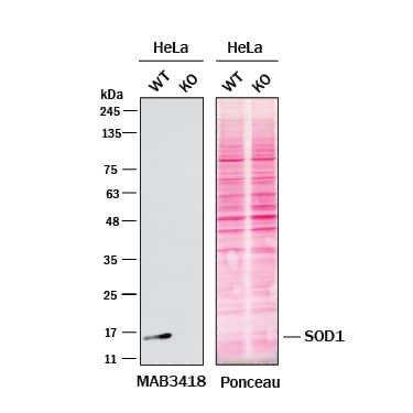 Western blot shows lysates of HeLa human cervical epithelial carcinoma cell line and SOD1/Cu‑Zn SOD knockout HeLa cell line (KO). Nitrocellulose membrane was probed with 0.5 µg/mL of Mouse Anti-Human SOD1/Cu‑Zn SOD Monoclonal Antibody (Catalog # MAB3418) followed by HRP-conjugated Anti-Mouse IgG Secondary Antibody. A specific band was detected for SOD1/Cu‑Zn SOD at approximately 16 kDa (as indicated) in the parental HeLa cell line, but is not detectable in knockout HeLa cell line. The Ponceau stained transfer of the blot is shown. This experiment was conducted under reducing conditions. Image, protocol, and testing courtesy of YCharOS Inc. See ycharos.com for additional details.