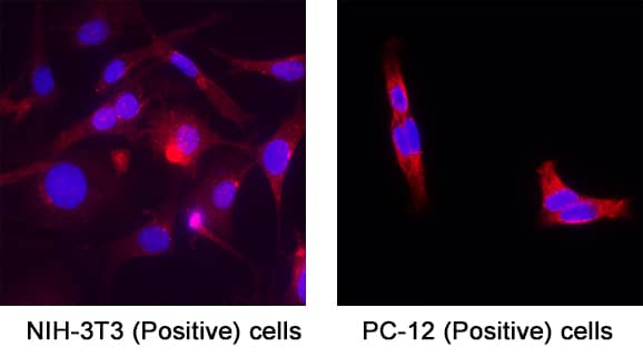 Rheb was detected in immersion fixed NIH‑3T3 mouse embryonic fibroblast cell line (Positive) & PC‑12 rat adrenal pheochromocytoma cell line (Negative) using Mouse Anti-Human/Mouse/Rat Rheb Monoclonal Antibody (Catalog # MAB3426) at 8 &micro;g/mL for 3 hours at room temperature. Cells were stained using the NorthernLights&trade; 557-conjugated Anti-Mouse IgG Secondary Antibody (red; Catalog # NL007) and counterstained with DAPI (blue). Specific staining was localized to Cytoplasm. View our protocol for Fluorescent ICC Staining of Cells on Coverslips.