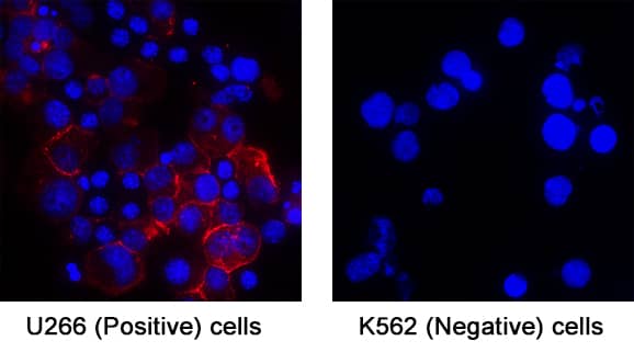 Immunocytochemistry CD28 Antibody (37407) [Unconjugated]