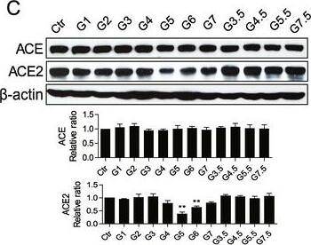 Down-regulated ACE2 expression in mice challenged with cationic PAMAM dendrimers. (A) Levels of AngII in the plasma of the vehicle- (control) and nanoparticle-treated (15 μg/g) mice at 3 hrs after administration. AngII levels were determined using radioimmunoassays. n = 4–5 mice per group. *p < 0.05 or **p < 0.01 for the comparison of the G4, G5-, and G6-treated groups with the vehicle (control) group (two-tailed t-test). (B) The ACE2 mRNA relative expression level of the vehicle- (control) and nanoparticle-treated (15 μg/g) mice at 3 hrs after administration. Data were normalized to the expression of  beta -actin reference gene. (two-tailed t-test). (C) Western blots of total lung samples obtained 3 hrs after the instillation of nanoparticles (15 μg/g). The blots are representative of three different mice for each treatment. Quantitative analyses of the ACE and ACE2 protein levels are illustrated. The levels are shown as the mean ACE- and ACE2-to-beta -actin ratios ± SEM. n = 3 mice per treatment. **p < 0.01 for the comparison of the G5-, and G6-treated groups with the vehicle group (two-tailed t-test). (D) Binding of G5 and G5.5 nanoparticles to recombinant human ACE2 at different concentrations was measured by surface plasmon resonance (SPR). The detailed dynamic binding constant and equilibrium dissociation constant are shown in Table S2. (E) G5 and G5.5 nanoparticles at different concentrations were incubated with recombinant ACE2 and AngII. The levels of AngII in the enzymatic activity measurement system were determined by radioimmunoassay. n = 3 tests per group. (two-tailed t-tests). Data are shown as the mean values ± SEM. *p < 0.05 or **p < 0.01; N.S. means not significant. Image collected and cropped by CiteAb from the following open publication (//pubmed.ncbi.nlm.nih.gov/25890286), licensed under a CC-BY license. Not internally tested by R&D Systems.