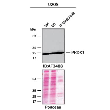 Immunoprecipitation was performed on cell lysate of U2OS human osteosarcoma cell line using 1.0 μg of Mouse Anti-Human PRDX1 Monoclonal Antibody (Catalog # MAB3488) pre-coupled to protein G or protein A beads.  Immunoprecipitated PRDX1 was detected with a Goat Anti-PRDX1 Polyclonal Antibody. The Ponceau stained transfers of each blot are shown. SM=10% starting material; UB=10% unbound fraction; IP=immunoprecipitated.  Image, protocol, and testing courtesy of YCharOS Inc. (ycharos.com).