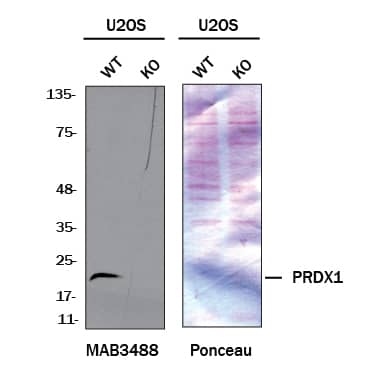 <b>Genetic Strategies Validation. </b>Western blot shows lysates of U2OS human osteosarcoma cell line and Peroxiredoxin 1 knockout U2OS cell line (KO). Nitrocellulose membrane was probed with 0.5 µg/mL of Mouse Anti-Human Peroxiredoxin 1 Monoclonal Antibody (Catalog # MAB3488) followed by HRP-conjugated Anti-Mouse IgG Secondary Antibody. A specific band was detected for Peroxiredoxin 1 at approximately 22 kDa (as indicated) in the parental U2OS cell line, but is not detectable in knockout U2OS cell line. The Ponceau stained transfer of the blot is shown. This experiment was conducted under reducing conditions. Image, protocol, and testing courtesy of YCharOS Inc. See ycharos.com for additional details.