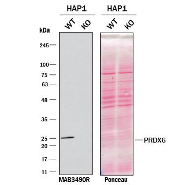 <b>Genetic Strategies Validation. </b>Western blot shows lysates of HAP1 human near-haploid cell line and Peroxiredoxin 6 knockout HAP1 cell line (KO). Nitrocellulose membrane was probed with 0.5 µg/mL of Mouse Anti-Human Peroxiredoxin 6 Monoclonal Antibody (Catalog # MAB3490R) followed by HRP-conjugated Anti-Mouse IgG Secondary Antibody. A specific band was detected for Peroxiredoxin 6 at approximately 25 kDa (as indicated) in the parental HAP1 cell line, but is not detectable in knockout HAP1 cell line. The Ponceau stained transfer of the blot is shown. This experiment was conducted under reducing conditions. Image, protocol, and testing courtesy of YCharOS Inc. See ycharos.com for additional details.
