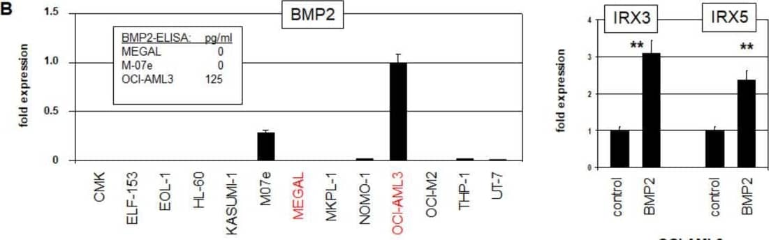 Transcriptional regulation of IRX3 and IRX5. (A) RQ-PCR analysis of HOXA10 in AML cell lines (left). Transcript levels are indicated in relation to OCI-AML3, and IRX3/IRX5-positive cell lines are indicated in red. RQ-PCR analysis of OCI-AML3 (above) and MEGAL (below) showed downregulation of IRX3 and IRX5 after siRNA-mediated knockdown of HOXA10 (right). (B) RQ-PCR analysis of BMP2 in AML cell lines (left). Transcript levels are indicated in relation to OCI-AML3. ELISA results for BMP2 protein levels in AML cell line supernatants are inserted. RQ-PCR analysis of OCI-AML3 treated with BMP2 resulted in the upregulation of IRX3 and IRX5 (right). (C) RQ-PCR analysis of OCI-AML3 after siRNA-mediated knockdown of JUNB (left) and SMAD4 (right) showed downregulation of IRX3 and IRX5. (D) RQ-PCR analysis of JUNB in AML cell lines (left). Transcript levels are indicated in relation to OCI-AML3. RQ-PCR analysis of OCI-AML3 treated with inhibitory BMP2-antibody resulted in downregulation of JUNB, IRX3, and IRX5, while HOXA10 was not significantly affected (right). p-values are indicated by asterisks (* p < 0.05, ** p < 0.01, *** p < 0.001, n.s. not significant). Image collected and cropped by CiteAb from the following open publication (//pubmed.ncbi.nlm.nih.gov/35328612), licensed under a CC-BY license. Not internally tested by R&D Systems.