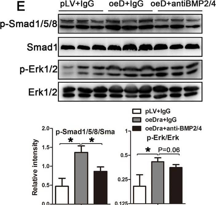 Effects of neutralization of BMP2 and BMP4 on xenografted tumor growth induced by DragonCMT93 cells with or without Dragon over-expression were injected into C57BL/6 mice, followed by intraperitoneal injection of 2 μg/body weight of BMP2/4 antibody or IgG1 once every 2 days from the day of cell injection to 22 days after cell injection. A.Xenografted tumors were isolated from mice at 22 days after cell injection. B. The sizes of xenografted tumors were measured at days 7, 10, 13, 16 19 and 22 after cell injection (n = 6). P < 0.05, oeDra+anti-BMP2/4 vs oeDra+IgG. C. Representative images from Micro-PET/CT performed on mice at day 20 after cell injection: white circular outlines indicate xenografted tumors; arrows indicate SUV-MAX absorbance. D. Tumor volumes and SUV-MAX absorbance are quantified by Micro-PET/CT at day 20 after cell injection (n = 6). E. Phosphorylation levels of Erk1/2 and Smad1/5/8 in tumors collected at day 22 after cell injections (upper panel, Western blots; lower panel, densitometric analysis). F. Schematic diagram depicting Dragon action in regulating proliferation in colon cancer cells. Dragon/BMPs activate the Smad1/5/8 and Erk1/2 pathways via a mechanism yet to be determined and then promote colon cancer cell proliferation and tumor growth. *P < 0.05, **P < 0.01. Image collected and cropped by CiteAb from the following open publication (//pubmed.ncbi.nlm.nih.gov/26029998), licensed under a CC-BY license. Not internally tested by R&D Systems.