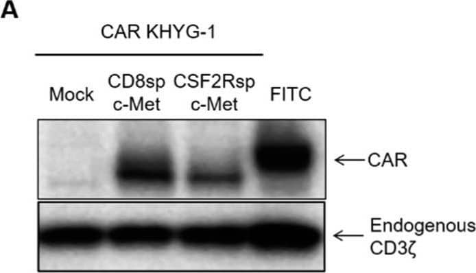 c-Met CAR KHYG-1 specifically lyses the c-Met positive GC cells. (A) Western blot with the cell lysates of mock CD8sp-c-Met, CSF2Rsp-c-Met, or FITC KHYG-1 cells to see the CAR expression (B) The mock CD8sp-c-Met CAR, CSF2Rsp-c-Met CAR, or FITC CAR KHYG-1 were co-incubated with MKN-45, SNU-5, SNU-1, and SNU-484 at E:T ratio of 5:1 or 10:1 for 5 h. The cytotoxicity of CAR KHYG-1 was measured by the Bright-Glo (luciferase) assay system. (The whole western blots figure see Figure S1). Image collected and cropped by CiteAb from the following open publication (//pubmed.ncbi.nlm.nih.gov/34830894), licensed under a CC-BY license. Not internally tested by R&D Systems.