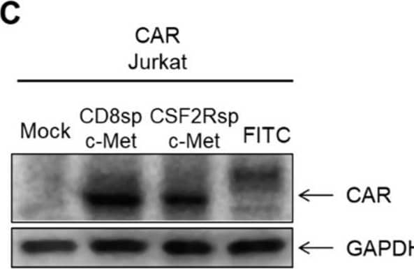 Generation of CARs and analysis of IL-2 secretion by c-Met CAR Jurkat cell. (A) Schematic representation of c-Met CAR and FITC CAR construct. (B) c-Met gene (pCMV3-Met) was transduced by electroporation into K562, and Western blot was performed. (C) After transducing the mock CD8sp-c-Met CAR, CSF2Rsp-c-Met CAR, or FITC CAR construct into Jurkat, expressions of CAR were confirmed through Western blot. (D) The mock CD8sp-c-Met CAR, CSF2Rsp-c-Met CAR, or FITC CAR Jurkat were co-cultured with K562 or c-Met-K562 at an E:T ratio of 15:1. After overnight incubation, supernatants were collected and ELISA was performed to measure IL-2 level. (The whole western blots figure see Figure S1). Image collected and cropped by CiteAb from the following open publication (//pubmed.ncbi.nlm.nih.gov/34830894), licensed under a CC-BY license. Not internally tested by R&D Systems.