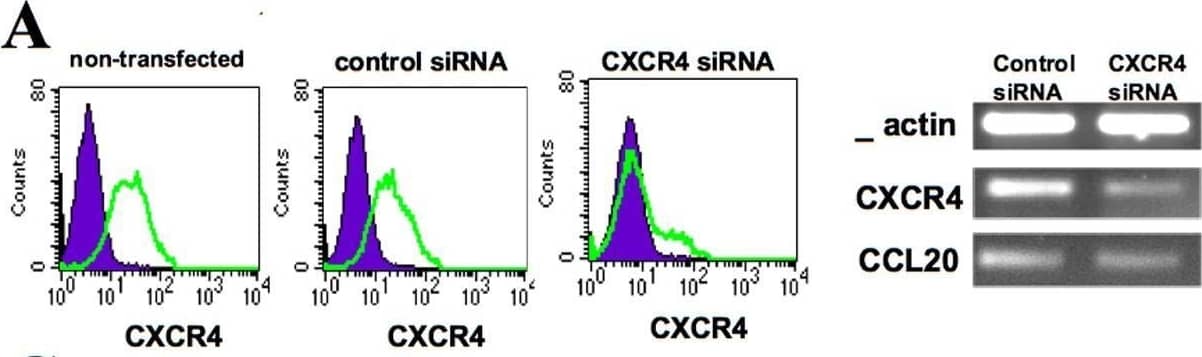 Regulation of CCL20 expression and function.(A–B) CXCR4 expression levels of PC3-CXCR4.5 cells 48 hours following the transfection with control non-specific siRNA and specific anti-CXCR4 siRNA. The cells were stained for the control and CXCR4 antibodies and evaluated by FACS. Semi-quantitative RT-PCR analysis of CXCR4 and CCL20 mRNA of the siRNA-transfected PC3-CXCR4.5 cells 48 hours following the transfection.  beta -actin confirmed comparable loading of RT-PCR products in each lane. Control and CXCR4 siRNA-transfected PC3-CXCR4.5 cells at 48 hours post-transfection were incubated with CXCL12 500 ng/ml for an additional 48 hours. CCL20 secretion was assessed by ELISA. The results represent the average of triplicates±SD (** P<0.05). Image collected and cropped by CiteAb from the following open publication (//pubmed.ncbi.nlm.nih.gov/19340288), licensed under a CC-BY license. Not internally tested by R&D Systems.