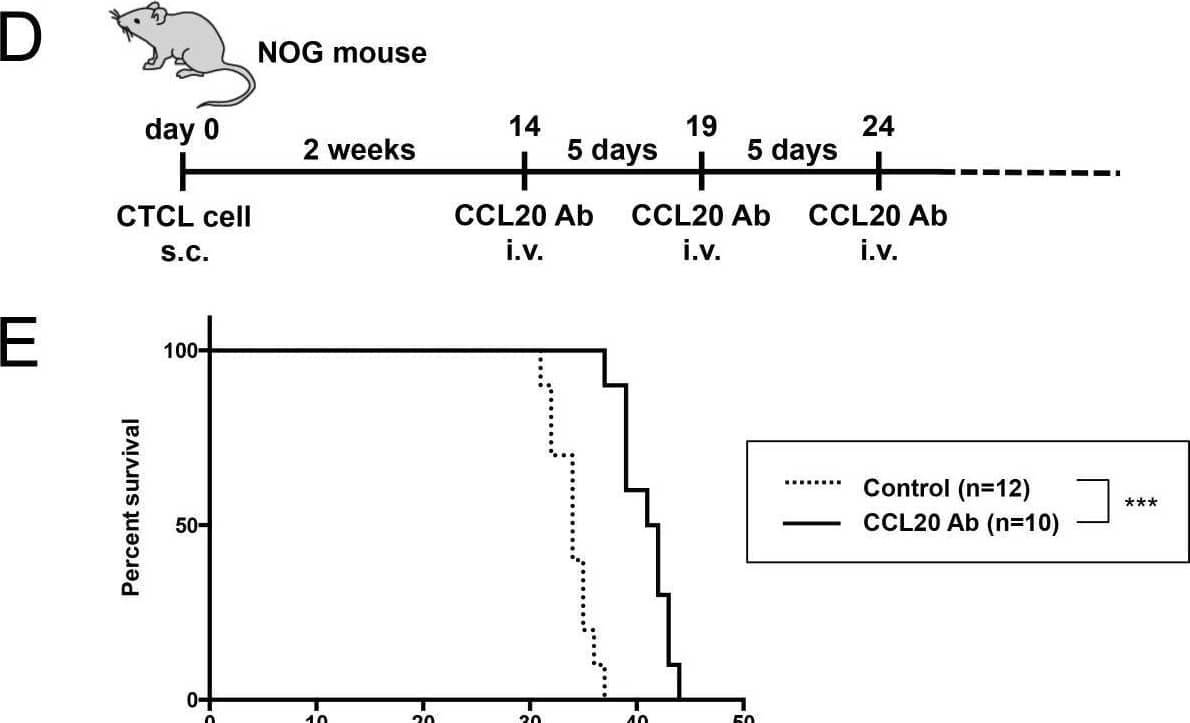 Migration inhibition by neutralizing CCL20 antibody in CTCL cellsA. q-RT-PCR for CCR6 and CCL20 in My-La and HH cell lines treated with neutralizing CCL20 antibody (described “CCL20 Ab” in this Figure) for 24 h. n.s.: not significant. B. Migration of the CTCL cells treated with neutralizing CCL20 antibody against My-La or HH cells stably transduced with siCCR6 or miR-150 or control (GFP-empty). The RFU of cells treated with GFP-empty was standardized as 1.0. Student's t test was used for examining significance. Asterisks (*) indicate statistical significance: *0.01 ≤ P < 0.05, **0.001 ≤ P < 0.01. n.s.: not significant. Bars are means ± 95% CI (confidence interval) of three independent experiments. C. Schematic illustration of the migration assay using neutralizing CCL20 antibody is shown. HS: human serum. D. Schematic illustration of the in vivo protocol of neutralizing CCL20 antibody injection in NOG mice inoculated with My-La cells. E. Kaplan-Meier survival curve of the mouse model of human CTCL metastasis. NOG mice were inoculated with neutralizing CCL20 antibody. Log-rank test was used for examining significance. Asterisks (*) indicate statistical significance: ***P < 0.001. Image collected and cropped by CiteAb from the following open publication (//pubmed.ncbi.nlm.nih.gov/26789110), licensed under a CC-BY license. Not internally tested by R&D Systems.