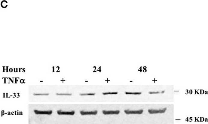 TNF alpha  decreases miR-378a-3p and increases IL-33 expression in colonocytes. HT-29 cell line was stimulated with 10 ng/mL human recombinant TNF alpha  (hr-TNF alpha ) for 3, 6, and 24 h. Fold change relative to non-stimulated control of (A) MiR-378a-3p and (B) IL-33 mRNA. (C) IL-33 protein was measured in HT-29 cells stimulated with hr-TNF alpha  10 ng/mL 12, 24, and 48 h by WB, (D) Band quantification of IL-33 protein normalized to  beta -actin. (E) Fold change relative to non-stimulated control of PPARGC1B mRNA and (F) IL-8 mRNA levels (measured as control of TNF alpha  stimulus). (G) AGO1 and (H) AGO2 mRNA levels were assessed as control of miRNA-biogenesis machinery. Four experiments by duplicated were analyzed using Two-way ANOVA with Bonferroni post-test. *P < 0.05, **P = < 0.01. Image collected and cropped by CiteAb from the following open publication (//pubmed.ncbi.nlm.nih.gov/31824476), licensed under a CC-BY license. Not internally tested by R&D Systems.