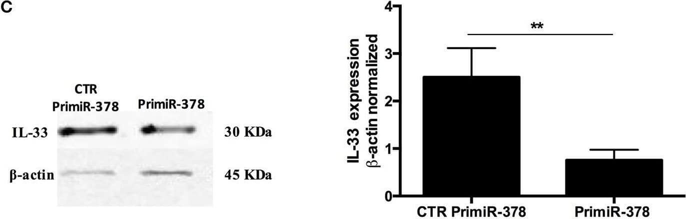 Over-expression and inhibition of miR-378a-3p modulate IL-33 expression. Stable expression of miR-378a-3p (Primir-378) or inhibition of miR-378a-3p (Inhibitor), and their respective controls (CTR PrimiR-378a, CTR Inhibitor) were obtained with Lentiviral vectors in HT-29 cells. (A) MiR-378a-3p Log2 fold change, and (B) IL-33 mRNA fold change relative to CTR cell lines by qPCR, (C) IL-33 protein and  beta -actin by Western Blotting (WB) and bands quantification by densitometry analysis (Fiji Software) of Control Primir-378 and Primir-378 cell lines, and (D) Control Inhibitor and Inhibitor cell lines. Four experiments by duplicated were performed. Each cell line was compared with their respective control using Paired t-test. *P = < 0.05, **P = < 0.01, ***P = < 0.001. Image collected and cropped by CiteAb from the following open publication (//pubmed.ncbi.nlm.nih.gov/31824476), licensed under a CC-BY license. Not internally tested by R&D Systems.