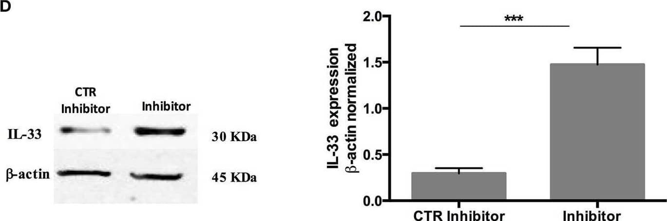 Over-expression and inhibition of miR-378a-3p modulate IL-33 expression. Stable expression of miR-378a-3p (Primir-378) or inhibition of miR-378a-3p (Inhibitor), and their respective controls (CTR PrimiR-378a, CTR Inhibitor) were obtained with Lentiviral vectors in HT-29 cells. (A) MiR-378a-3p Log2 fold change, and (B) IL-33 mRNA fold change relative to CTR cell lines by qPCR, (C) IL-33 protein and  beta -actin by Western Blotting (WB) and bands quantification by densitometry analysis (Fiji Software) of Control Primir-378 and Primir-378 cell lines, and (D) Control Inhibitor and Inhibitor cell lines. Four experiments by duplicated were performed. Each cell line was compared with their respective control using Paired t-test. *P = < 0.05, **P = < 0.01, ***P = < 0.001. Image collected and cropped by CiteAb from the following open publication (//pubmed.ncbi.nlm.nih.gov/31824476), licensed under a CC-BY license. Not internally tested by R&D Systems.