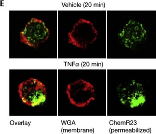 Immunocytochemistry/ Immunofluorescence ChemR23/CMKLR1 Antibody (84939) [Unconjugated]