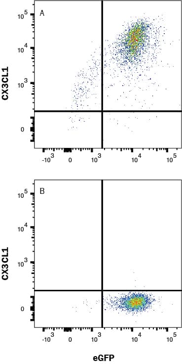 HEK293 cells transfected with hCX3CL1 (A) vs Irrelevant HEK293 transfectant cells (B) were stained with Mouse Anti-Human CX3CL1/Fractalkine Chemokine Domain Monoclonal Antibody (Catalog # MAB3652R) and eGFP isotype control antibody (Catalog # MAB002) followed by Allophycocyanin-conjugated Anti-Mouse IgG Secondary Antibody (Catalog # F0101B). View our protocol for Staining Membrane-associated Proteins. 