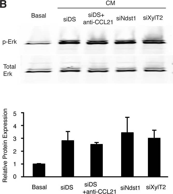 Lymphatic-secreted HS activates tumor-cell migration signaling pathways in trans. A. Serum-free basal endothelial growth medium or conditioned medium (CM) harvested from hLEC treated as indicated was applied to cultured LLC for 10 min. The LLC were lysed and the indicated target proteins were detected by Western immunoblotting. A representative gel image (top) as well as normalized densitometric quantification (below) from three independent experiments is shown. Relative protein expression was calculated as the densitometric ratio of phosphorylated protein to that of corresponding total protein, and normalized to the basal value. *P < 0.05, as compared to LLC treated with CM from control hLEC (CM-siDS). B. In separate experiments, the effects of blocking CCL21 (siDS +  alpha CCL21) or treatments that alter HS biosynthesis (siNdst1 or siXylT2) on CM-mediated Erk1/2 phosphorylation were examined. Image collected and cropped by CiteAb from the following open publication (//pubmed.ncbi.nlm.nih.gov/21172016), licensed under a CC-BY license. Not internally tested by R&D Systems.