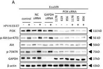 HPV16 E6-E7 increased p75NTR expression through PI3K/Akt signaling pathway in Eca109 cellsA. Proteins involved in PI3K/Akt signaling pathway and p75NTR protein were analysed by western blotting. Eca109 cells were treated by negative control RNA, GAPDH RNA, PI3K siRNA, respectively. Equal protein loading was evaluated by  beta -actin. “-” means HPV16 E6-E7 negative which represents Eca109-control cells, “+”means HPV16 E6-E7 positive which represents Eca109-psb cells. B. Proteins involved in PI3K/Akt signaling pathway and p75NTR protein were analysed by western blotting. Eca109 cells were treated by negative control RNA, GAPDH RNA, Akt siRNA, respectively. Equal protein loading was evaluated by  beta -actin. “-”means HPV16 E6-E7 negative which represents Eca109-control cells, “+”means HPV16 E6-E7 positive which represents Eca109-psb cells. C. Densitometric of western blotting bands in Figure A were analyzed and expressed relative to the loading control,  beta -actin. Data are typical of three experiments and the histogram values are mean ± S.D. *P<0.05,**P<0.01,***P<0.001, relative to control cells in control siRNA group. ###P<0.001, relative to Eca109-psb cell in control siRNA group. D. Densitometric of western blotting bands in Figure B were analyzed and expressed relative to the loading control,  beta -actin. Data are typical of three experiments and the histogram values are mean ± S.D. *P<0.05,**P<0.01,***P<0.001, relative to control cells in control siRNA group or Akt siRNA group. ###P<0.001, relative to Eca109-psb cell in control siRNA group. Image collected and cropped by CiteAb from the following open publication (//pubmed.ncbi.nlm.nih.gov/27489353), licensed under a CC-BY license. Not internally tested by R&D Systems.