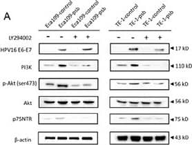 PI3K/Akt signaling pathway activation and increased p75NTR expression induced by HPV16 E6-E7 were inhibited by LY294002 in ESCC cellsA. Proteins involved in PI3K/Akt signaling pathway and p75NTR protein were analysed by western blotting. Cells were treated with LY294002 (10μmol/L) for 24h. Equal protein loading was evaluated by  beta -actin. B. Densitometric of western blotting bands in Figure A were analyzed and expressed relative to the loading control,  beta -actin. Data are typical of three experiments and the histogram values are mean ± S.D. **P<0.01,***P<0.001, relative to control cells without LY294002 treatment. ###P<0.001, relative to psb cells without LY294002 treatment. C. p-Akt, PI3K and p75NTR proteins of ESCC cells were detected by immunofluorescence. D. PI3K and p75NTR proteins of spheres formed from ESCC cells were detected by immunofluorescence. Image collected and cropped by CiteAb from the following open publication (//pubmed.ncbi.nlm.nih.gov/27489353), licensed under a CC-BY license. Not internally tested by R&D Systems.