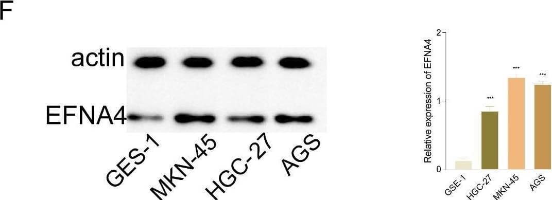 Western Blot Ephrin-A4 Antibody (135305) [Unconjugated]