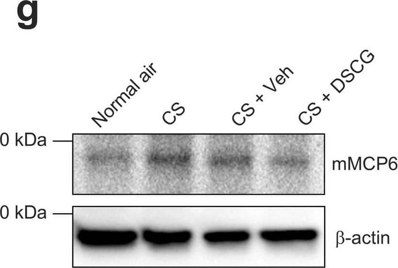 Western Blot Mast Cell Protease-6/Mcpt6 Antibody (286820) [Unconjugated]