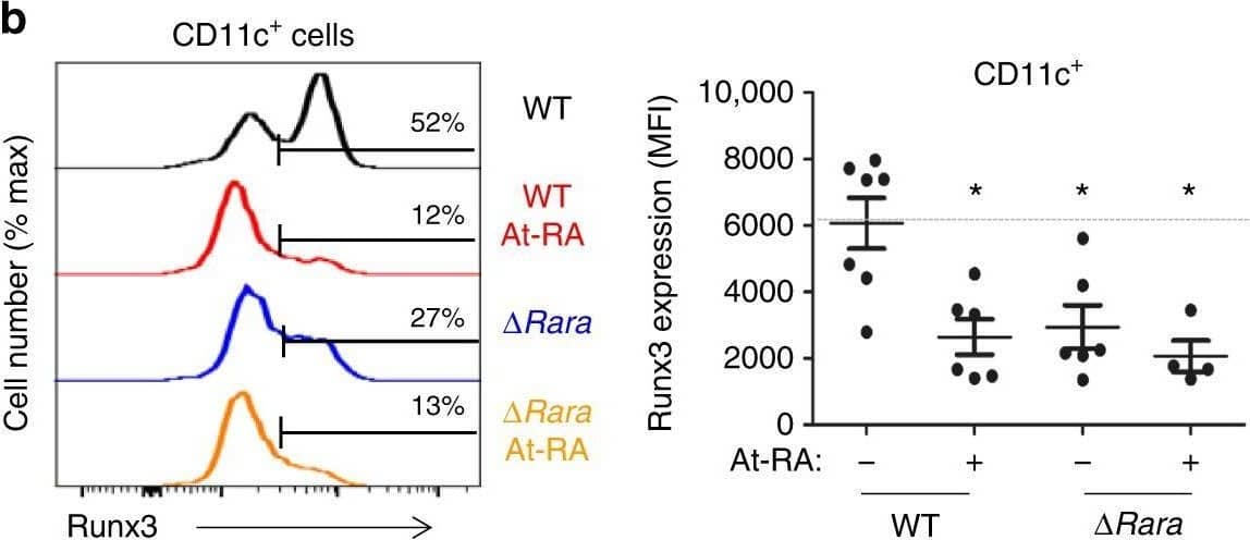 RA and RAR alpha  reciprocally regulate the expression of the positive and negative LC-regulating transcription factors, Runx3 and C/EBP beta . a Impact of RA and RAR alpha  deficiency on Runx3 expression at mRNA level. b Impact of RA and RAR alpha  deficiency on Runx3 expression at protein level. c Effect of enforced Runx3 expression on BM-derived LC differentiation in the presence and absence of RA. The data shown are gated for transduced Thy1.1+CD11c+ cells. d Impact of RA and RAR alpha  deficiency on expression of Cebpb mRNA. e Impact of RA and RAR alpha  deficiency on expression of C/EBP beta  protein. f Effect of dnC/EBP beta  on BM-derived LC differentiation in the presence and absence of RA. BM cells from WT or ∆RaraCD11c mice were cultured with GM-CSF and TGF beta 1 for 5 days (3 days following retroviral transduction) in the presence of At-RA (10 nM except in panels c and f where 0.1 nM was used) in a medium containing charcoal-treated FBS. Representative and combined data (n = 3–7) from at least 3 experiments are shown. Significant differences from controls by one-way ANOVA with Bonferroni adjustments (p < 0.05)* or between indicated groups by two-way ANOVA with Tukey adjustments (p < 0.05)**. Error bars are defined as s.e.m Image collected and cropped by CiteAb from the following open publication (//pubmed.ncbi.nlm.nih.gov/30254197), licensed under a CC-BY license. Not internally tested by R&D Systems.