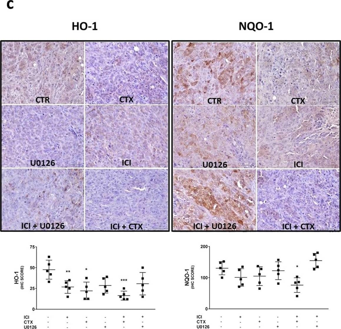  beta 2-AR and EGFR pathways regulate the ROS metabolism NRF-2 mediated. Evaluation of the ROS metabolism in cancer cells directly obtained from the HNSCC-bearing mice. a Western Blot analysis of Nrf-2 expression in both cytoplasmic and nuclear protein extracts. ICI treatment reduced the Nrf-2 nuclear translocation, in a more evident way if in combination with CTX. b RT-PCR for the HO-1, NQO-1, GCLC, and G6PD gene expression level analysis. The  beta 2-AR blockade diminishes the gene expression level of HO-1, with a synergistic effect in combination with CTX, which is able to induce a milder effect by itself. The MEK 1/2 inhibition did not replicate this effect. No significant effects have been observed about the NQO-1 expression. The expression of GCLC and G6PDH is significantly reduced only after treatment with ICI in combination with CTX. c Immunohistochemistry assay on mice tongues engrafted with UMSCC 103 for the HO-1 and NQO1 detection. The ICI and CTX treatments sensibly reduced the expression of HO1, which increases if we combine the drugs. The expression of NQO1 was affected only in mice subjected to the combination of ICI plus CTX. d Cell-ROX assay for the evaluation of the oxidative stress in UMSCC 103 induced by our drugs. With both flow cytometer and e fluorescent microscopy analysis, we observed an increased level of oxidation after treatment with the  beta 2-AR inhibitor, as well as with CTX and U0126. The same drugs are even more effective in combination, but this increased effect is counteracted by the KI696. (*P ≤ 0.05; **P ≤ 0.01; ****P ≤ 0.0001 vs. CTR). Image collected and cropped by CiteAb from the following open publication (//pubmed.ncbi.nlm.nih.gov/37723219), licensed under a CC-BY license. Not internally tested by R&D Systems.
